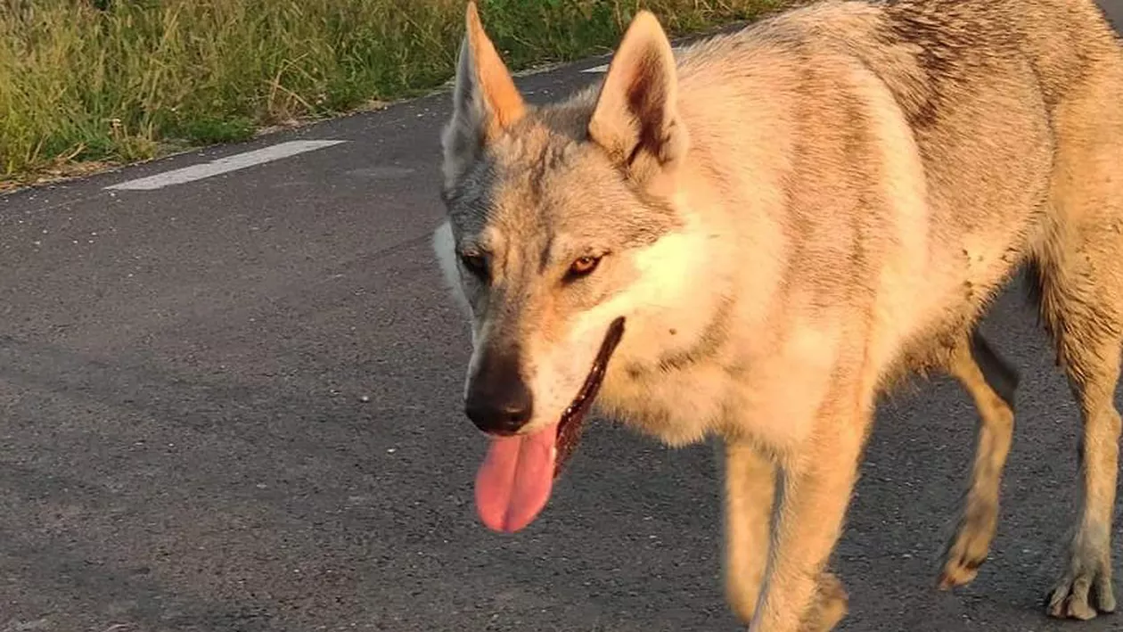 Lecție de supraviețuire din partea unui câine. Cum a reușit patrupedul să se întoarcă acasă după ce s-a rătăcit de stăpân (FOTO & VIDEO)