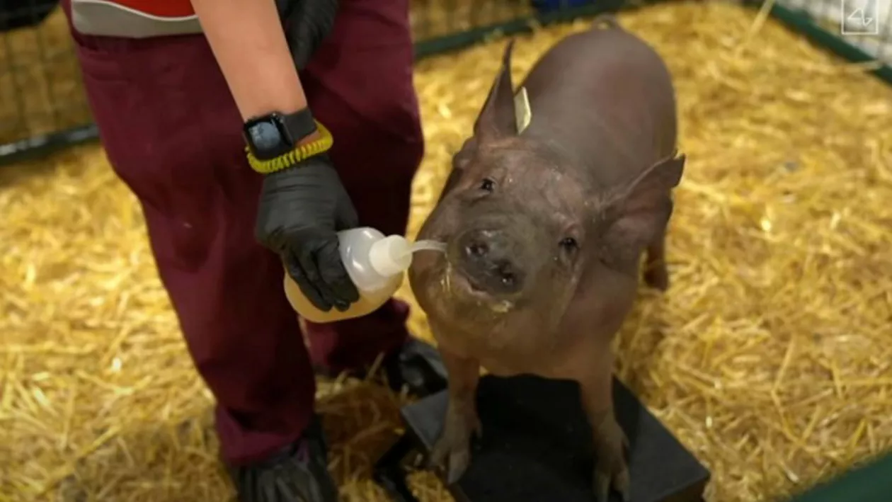 Elon Musk a prezentat primul porcul cu un cip implantat în creier. Cum arată și cum funcționează dispozitivul (VIDEO)