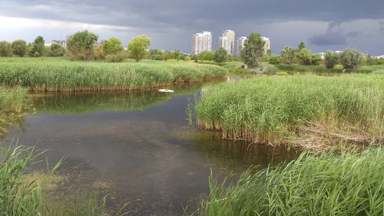 Apel pentru salvarea Parcului Natural Văcărești, lansat de 29 de organizații: Vizitatorii parcului sunt în pericol iar biodiversitatea este supusă braconajului