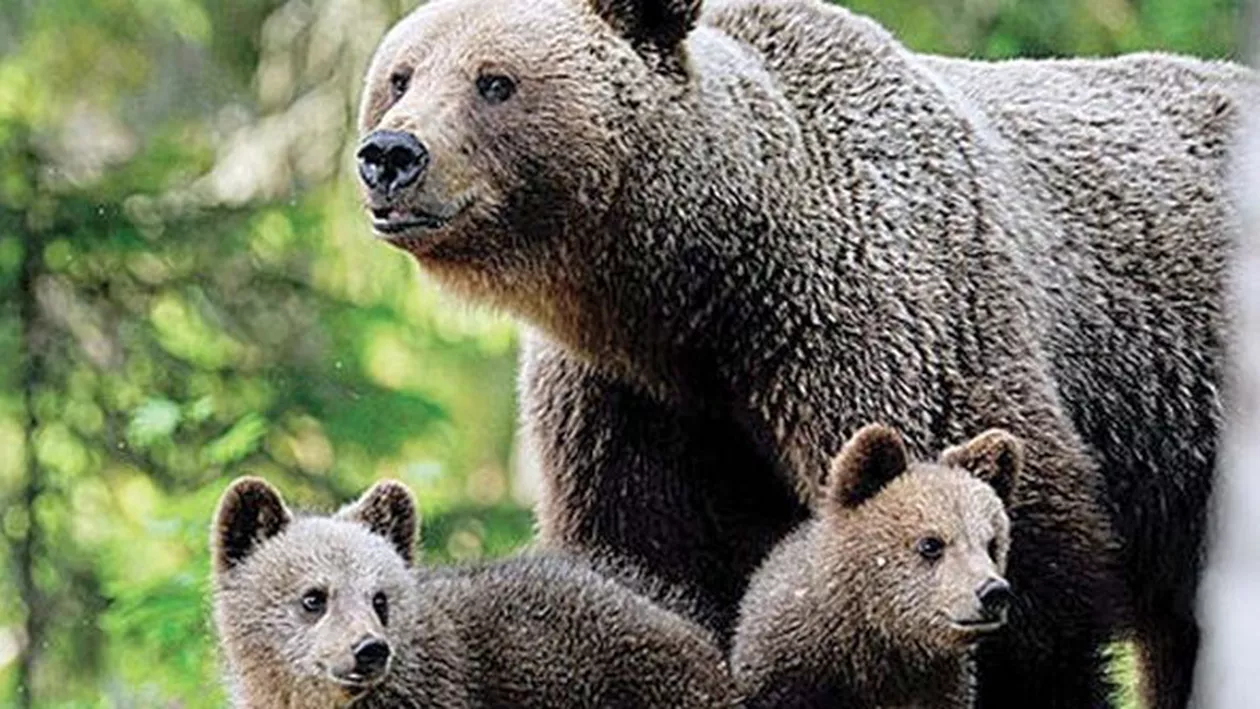 EXCLUSIV // Campingurile, „magnet pentru urși. Cum să acționezi în cazul unei situații extreme (FOTO)