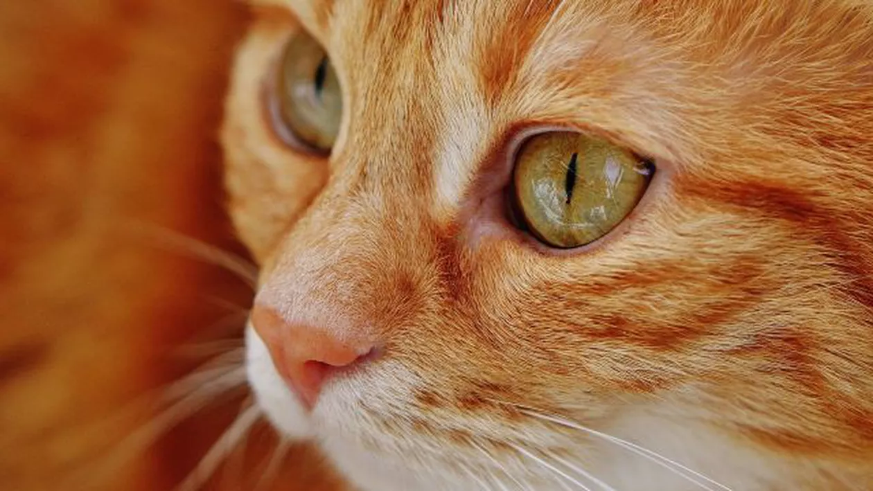 Un tânăr din Timișoara este urmărit penal pentru săvârșirea infracțiunii de cruzime exercitată asupra animalelor după ce a lovit și a călcat pe cap o pisică