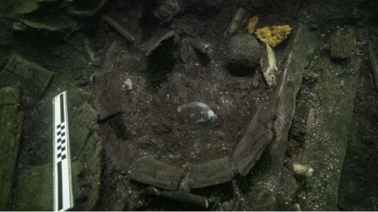 Cadavrul unui sturion atlantic, vechi de 500 de ani, descoperit în epava unei nave regale daneze