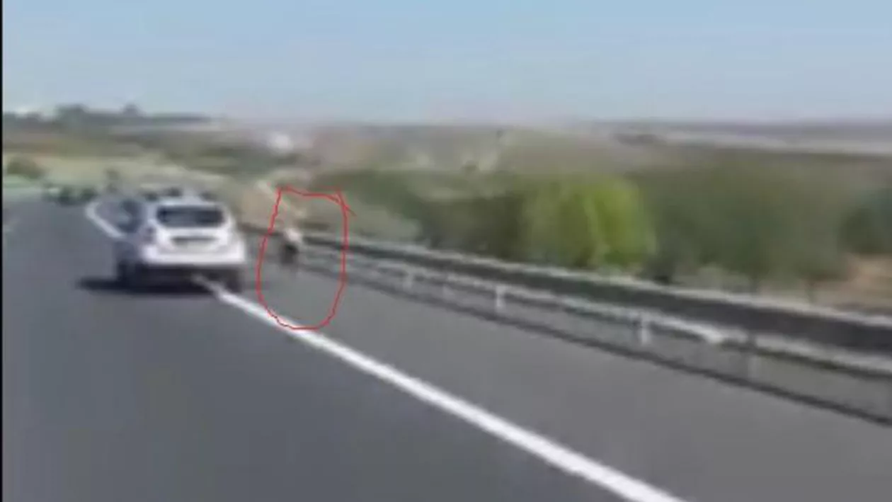 Apariţie neaşteptată pe autostrada A2 (VIDEO)