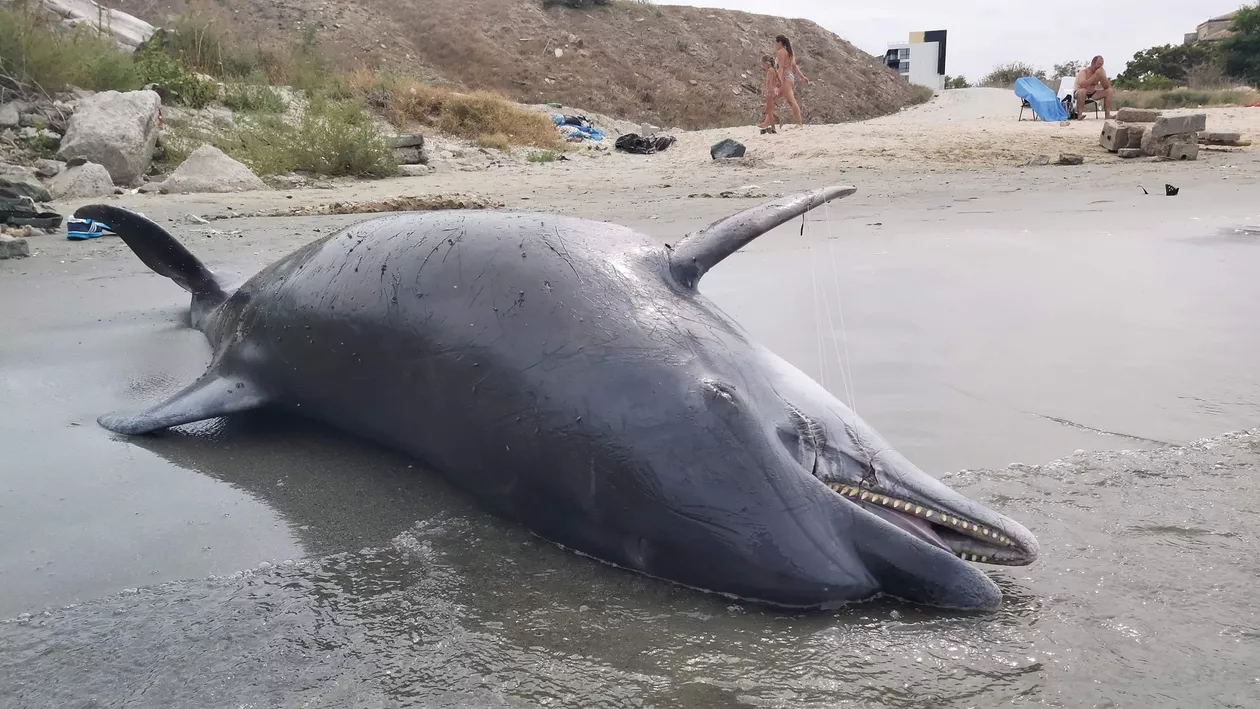 Unul dintre cele mai mari exemplare de delfin cu botul gros a fost găsit fără viață pe plajă la Constanța. Afalinul a murit prin sufocare (FOTO)