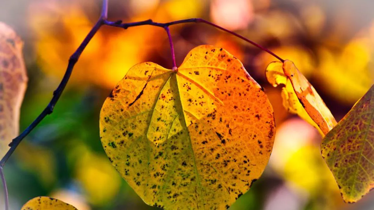 Prognoza meteo, azi, 15 septembrie 2020. Vremea va fi frumoasă şi se va menţine caldă