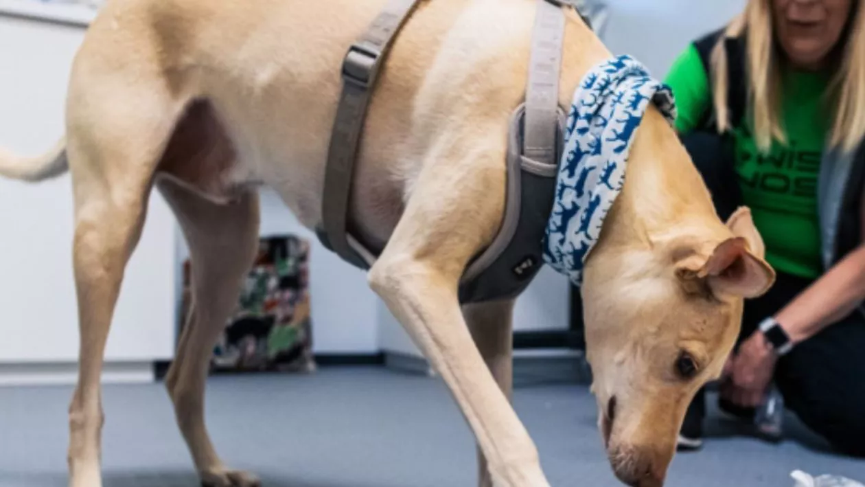 Țara din Europa care folosește câini antrenați pe aeroport pentru a depista pasagerii infectați cu coronavirus