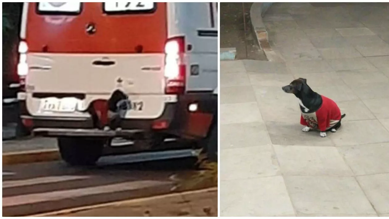 Iubirea în cea mai pură formă a ei. Efortul pe care un cățel a fost dispus să îl facă doar ca să ajungă alături de stăpânul său la spital (FOTO)