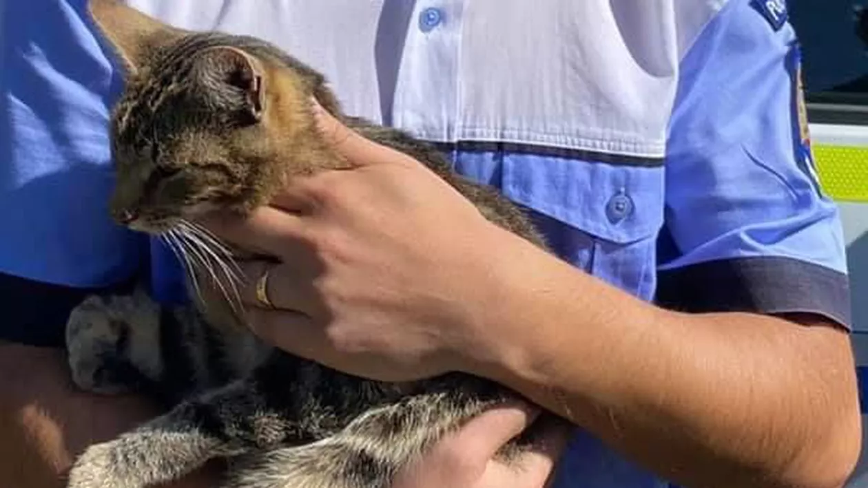 Dovadă de sprijin și o lecție de viață, primită chiar de la o pisică abandonată. Ce s-a întâmplat cu stăpâna care a aruncat-o în stradă (FOTO)