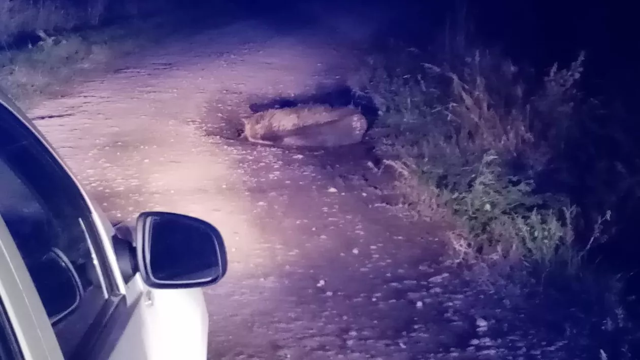 Mureș: Un urs a fost bătut cu bestialitate, după ce a atacat o gospodărie. Animalul a murit la scurt timp