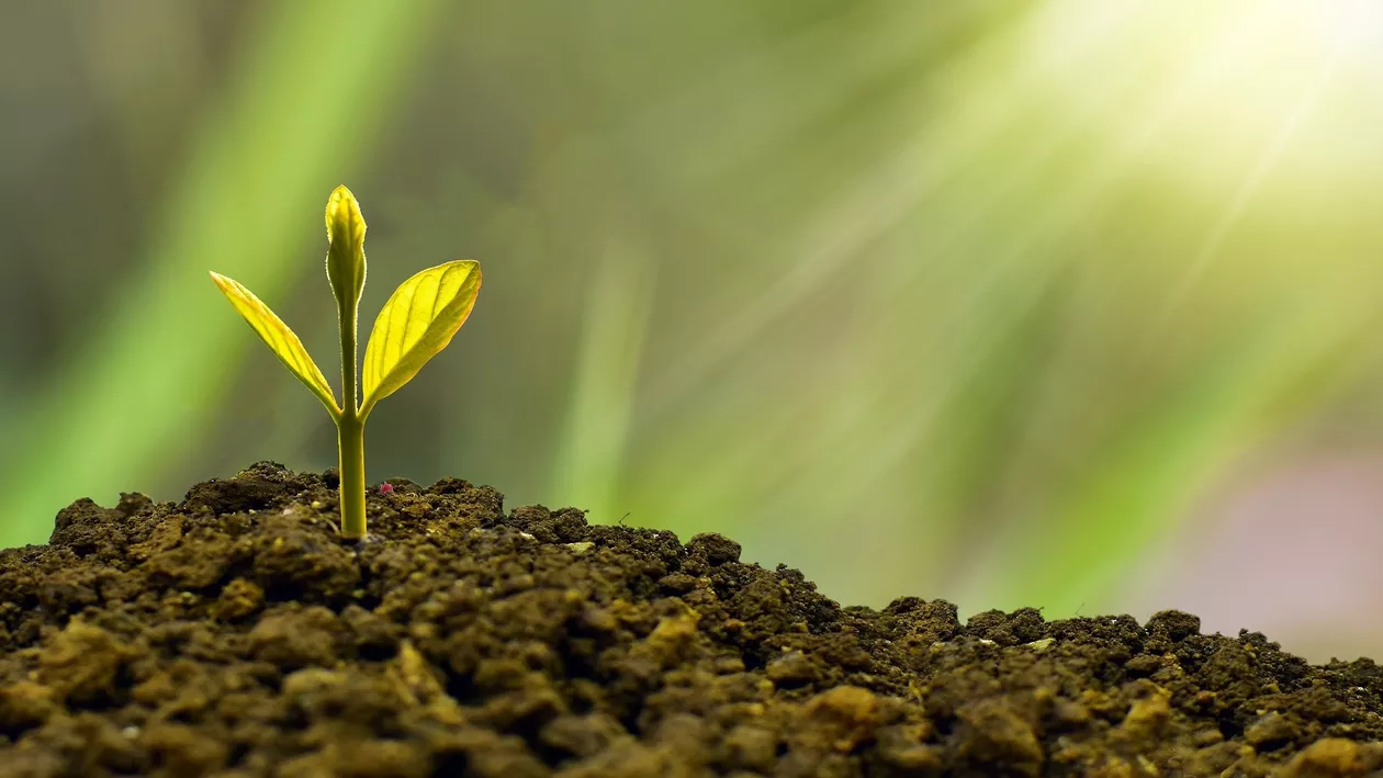 Cum să investești inteligent și sigur în 2020. 5 idei inspirate
