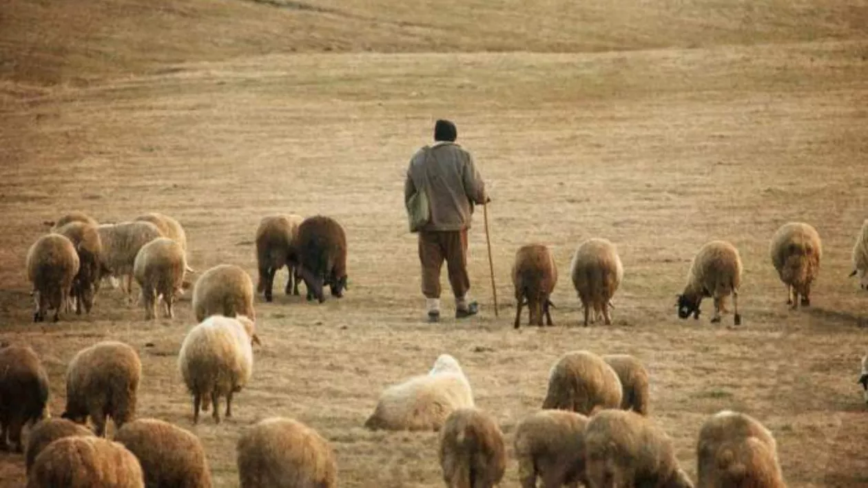 CELE MAI TARI BANCURI CU CIOBANI: Ce au pățit doi ciobani când au mers la cumpărături