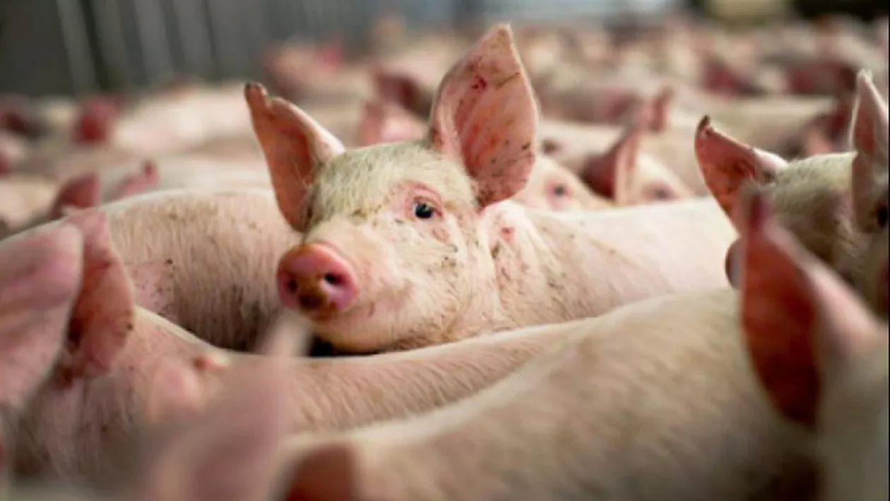 O nouă tulpină de coronavirus creează panică la nivel mondial: Coronavirusul porcilor se poate transmite la om