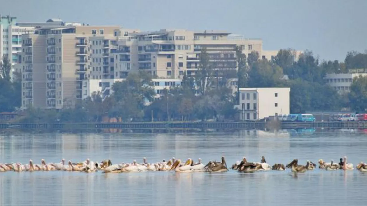 Fenomen uluitor în Constanța: Zeci de pelicani au fost surprinşi pe Lacul Siutghiol