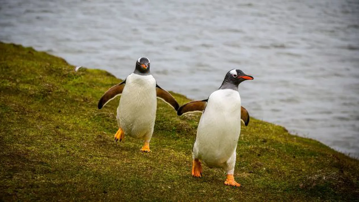 Doi pinguini gay au provocat un întreg scandal la o grădină Zoo. Perechea a furat ouăle unui alt cuplu