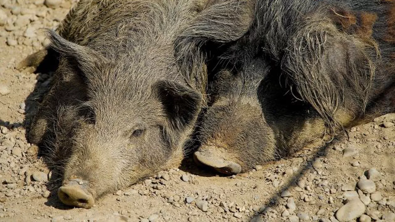Arad: Se interzic drumețiile și toate activitățile în zonele împădurite din județ, din cauza unui focar de pestă porcină