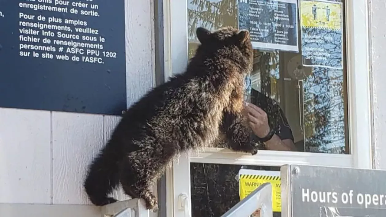 Scene emoționante. Un pui de urs, subnutrit și înfometat cere de mâncare la un punct de frontieră dintre SUA și Canada (FOTO)
