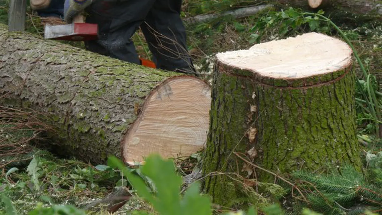 Piața lemnului este tot mai afectată de pandemie de coronavirus. Vânzările s-au redus semnificativ