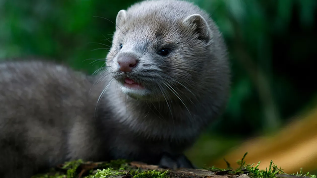 CORONAVIRUS | Polonia a anunțat primele cazuri de Covid-19 la nurcile de crescătorie