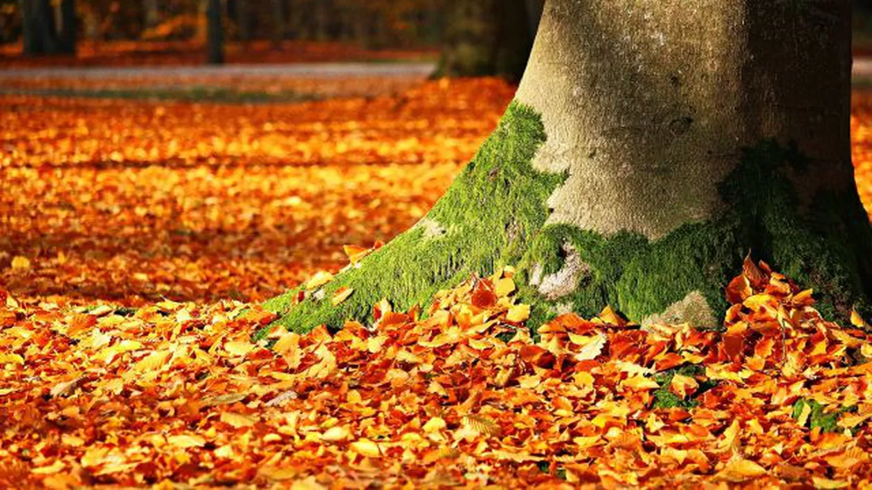 Prognoza meteo, azi, 25 noiembrie 2020. Vremea va fi apropiată de normalul termic al perioadei