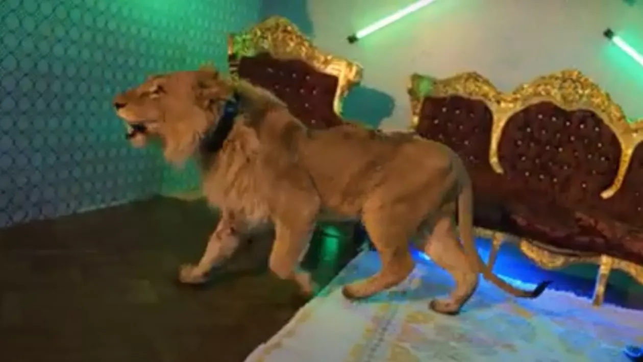 Polițiștii au descins la mai multe locații din Argeș și Ilfov. Perchezițiile îl vizează și pe manelistul Dani Mocanu (VIDEO)