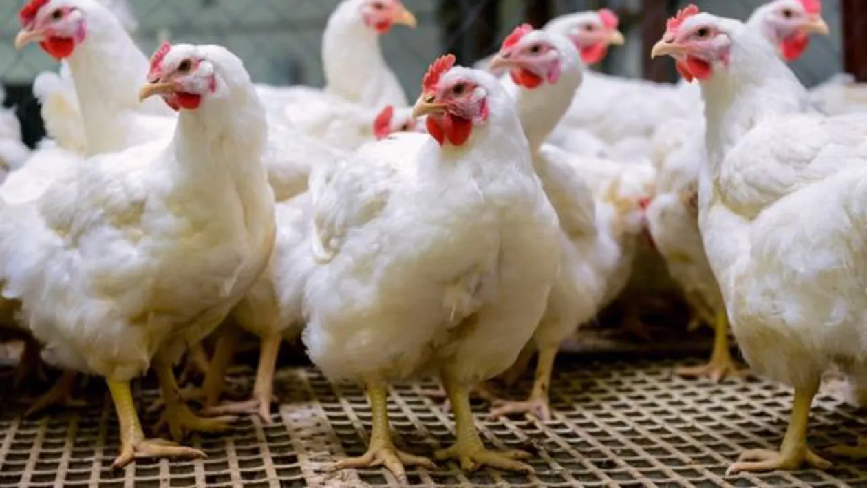 O tulpină foarte contagioasă şi periculoasă a gripei aviare se răspândeşte rapid în Europa: 1,6 milioane de păsări au fost până acum ucise