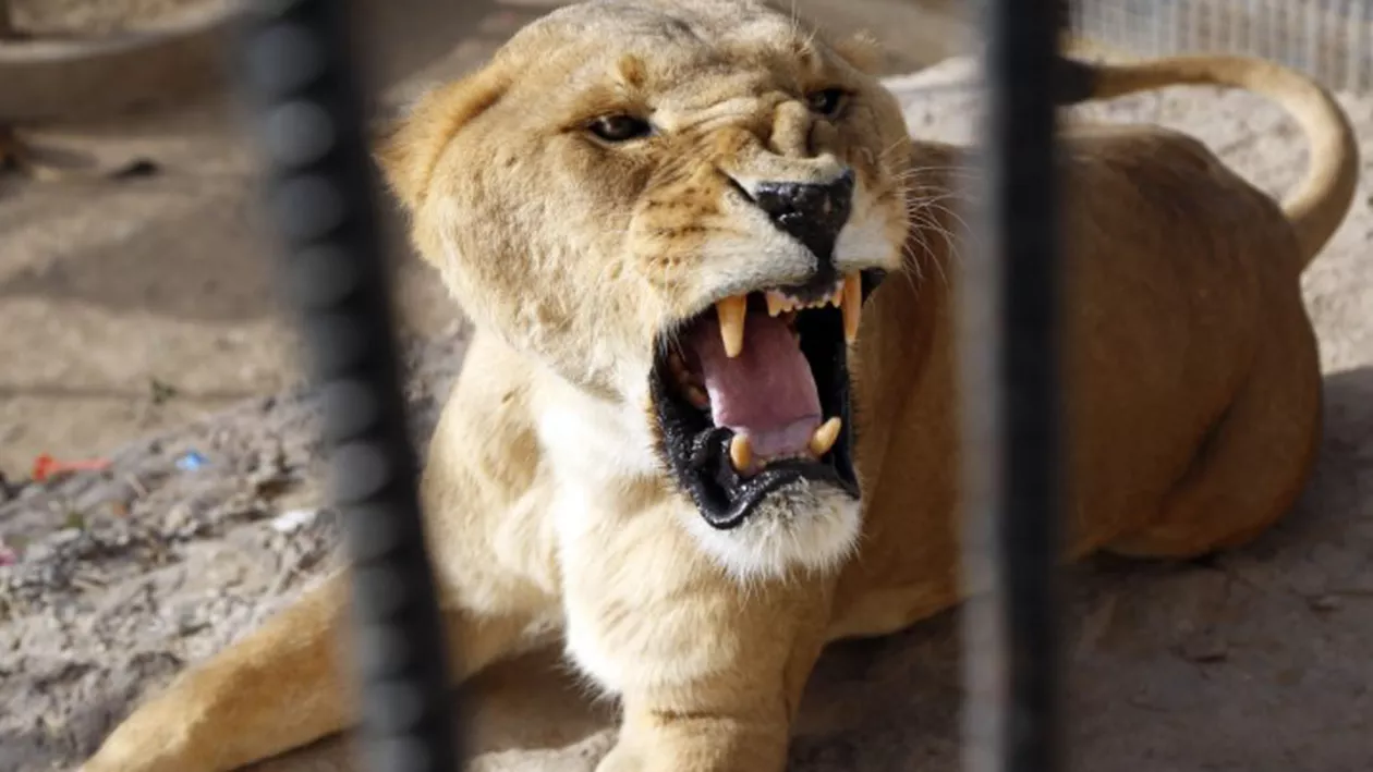 Patru lei au fost testați pozitiv la infecția cu COVID-19, la o grădină zoologică din Spania