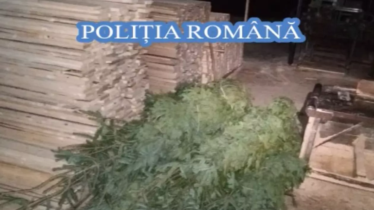 Percheziţii domiciliare în județul Alba. Zeci de persoane sunt bănuite că ar fi tăiat ilegal arbori din fondul forestier național