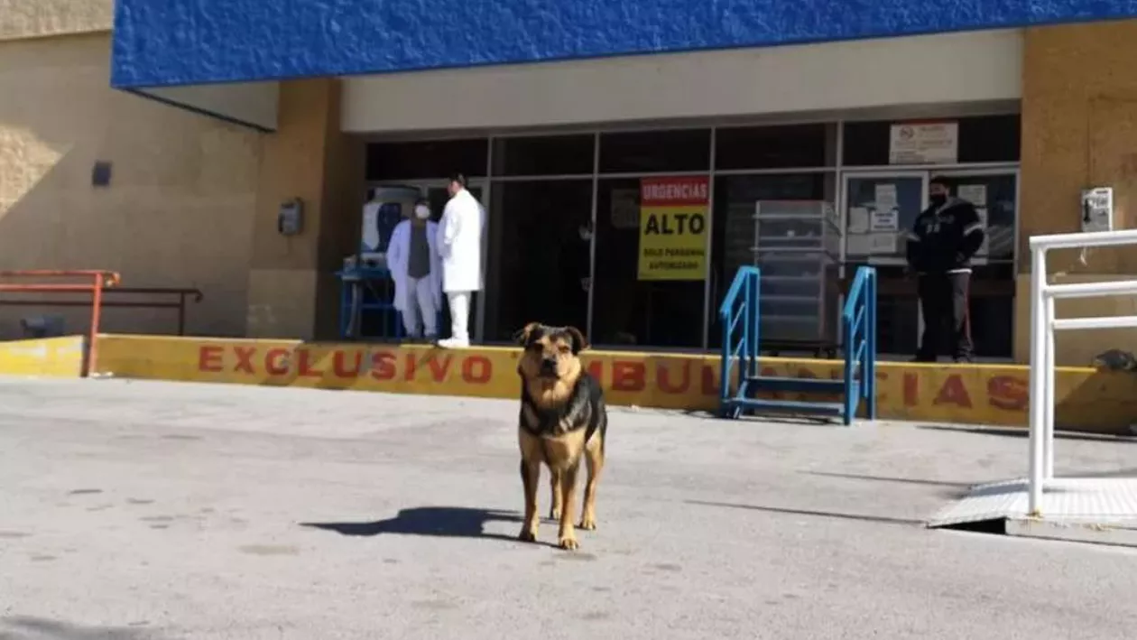 Imagini emoționante cu un patruped care și-a așteptat o lună stăpânul mort de COVID, în fața spitalului în care fusese internat. Doctorii și asistentele l-au redenumit Covito (VIDEO)