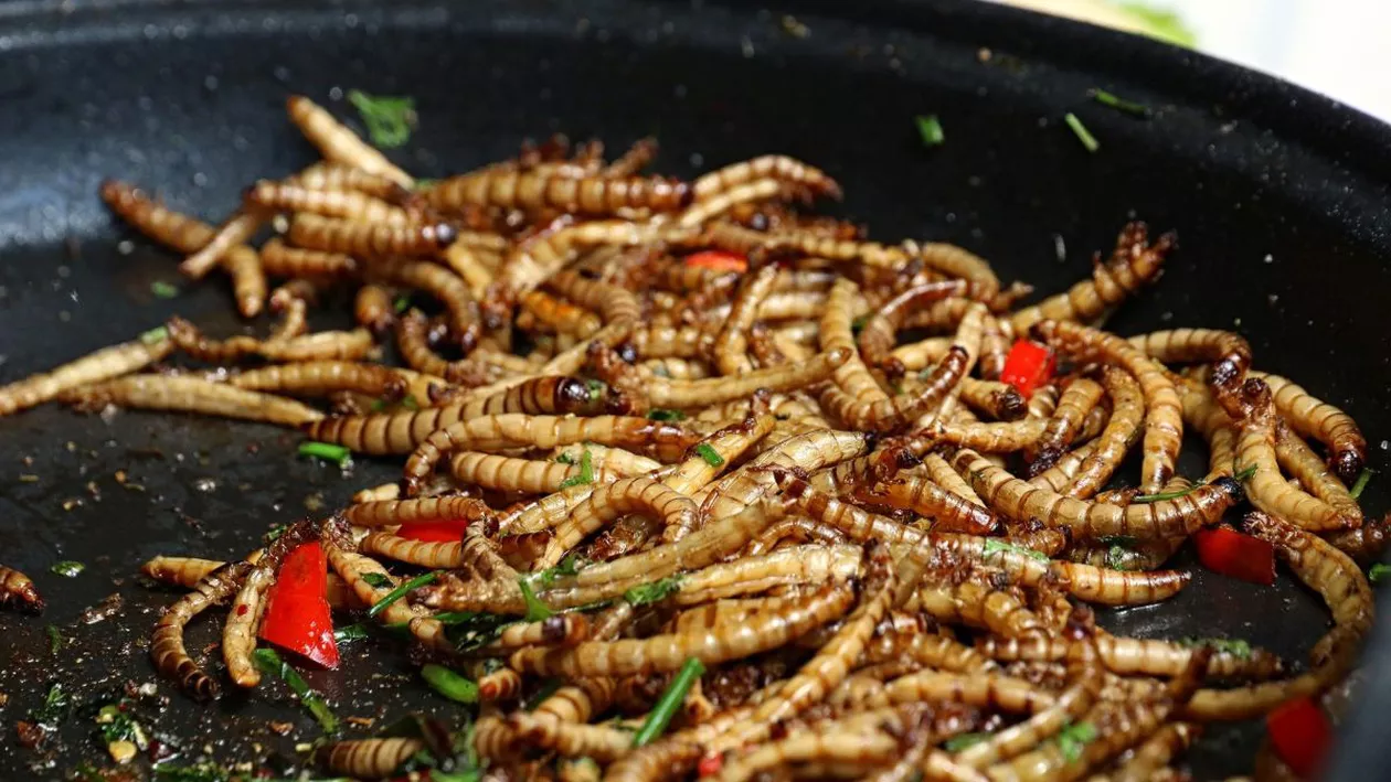 Viermele de făina, prima insectă declarată sigură pentru consumul uman. Decizia a fost luată de EFSA și nu este recomandat dacă ai aceste afecțiuni