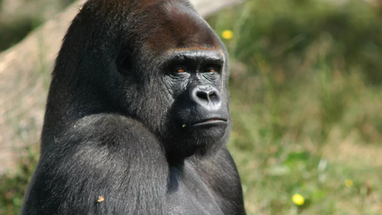 COVID-19: O gorilă bătrână s-a recuperat cu un nou tratament. Ce conține medicamentul