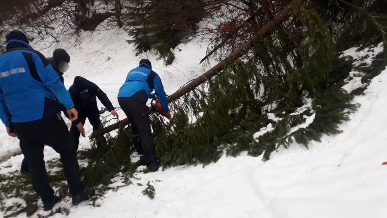 Doi turiști au solicitat sprijinul jandarmilor montani pentur a se întoarce acasă. Zăpada și brazii, doborâți de rafele vântului, au blocat drumurile în Munții Rodnei