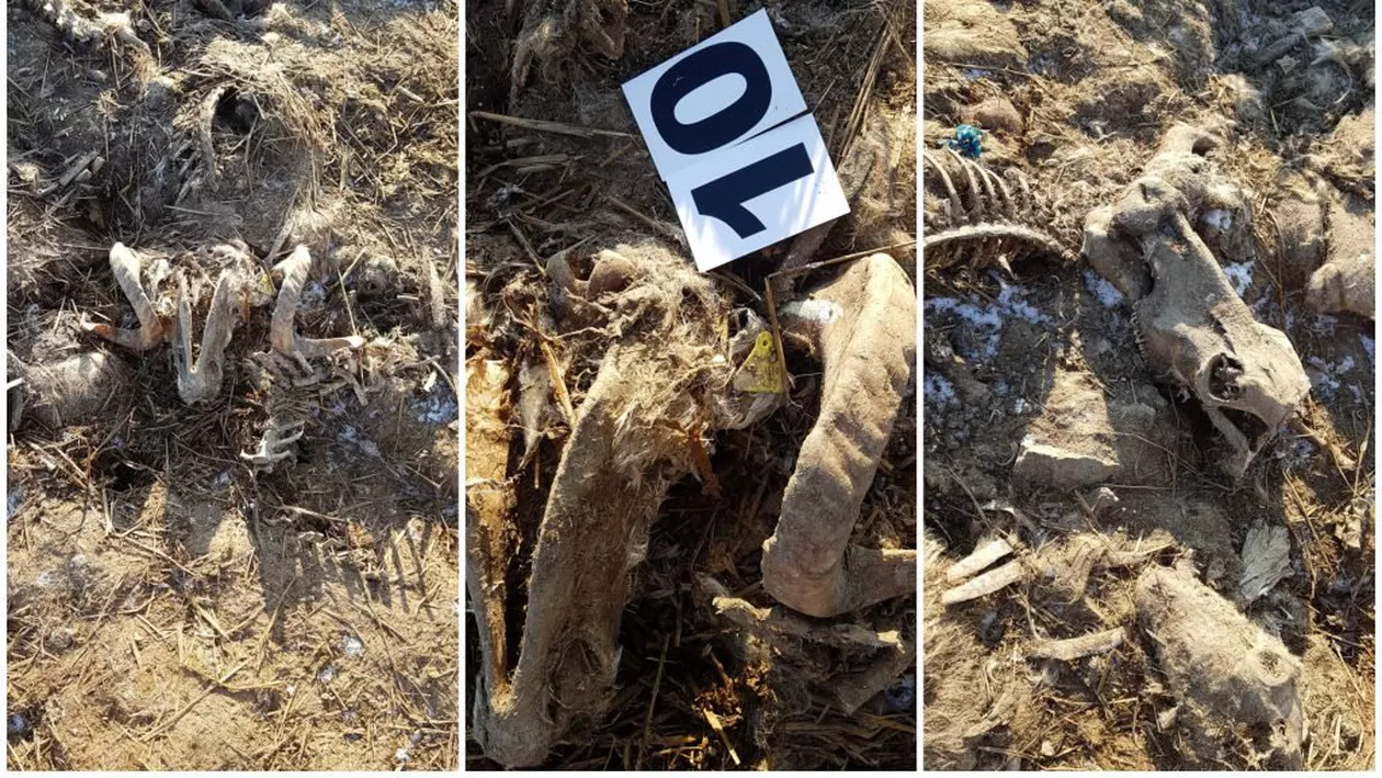 Cimitir ilegal lângă Dunăre: Mii de animale au fost îngropate și nu arse. Anchetatorilor li s-a făcut rău din cauza mirosului. În apă a fost găsit amoniu în doze de 30 de ori peste valorile normale