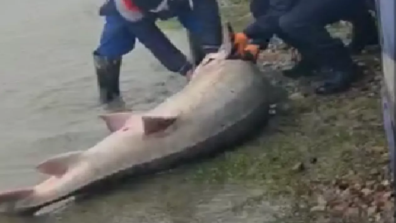 Un morun de 140 de kilograme, eliberat în Dunăre. Polițiștii de frontieră au găsit peștele în căruța unor bărbați (VIDEO)