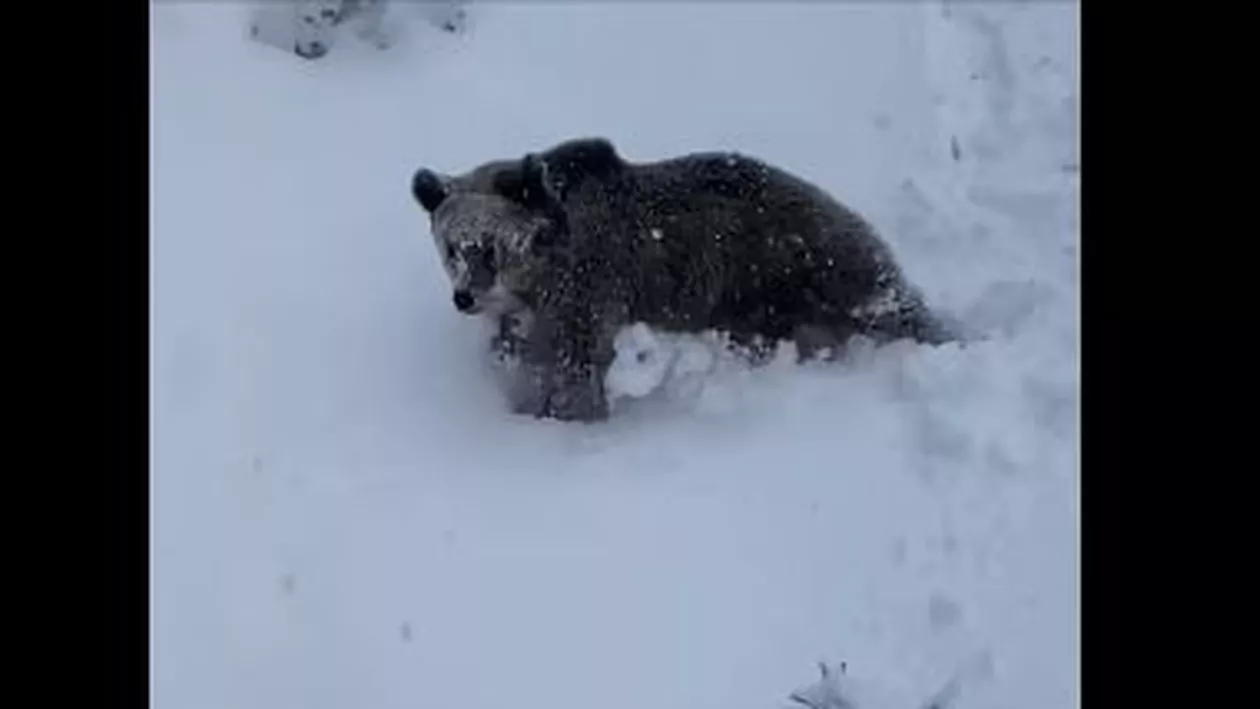 Tată şi fiu, fugăriţi de un urs pe pârtia din Predeal (VIDEO)