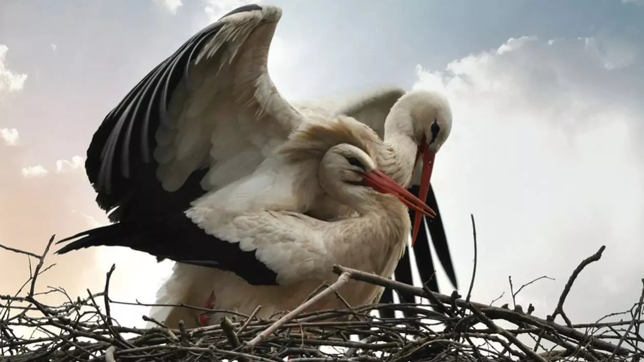 Cuib de barză, mutat prin Ordin de ministru, după ce o localnică s-a plâns că nu mai suportă mizeria. Operațiunea a durat câteva ore