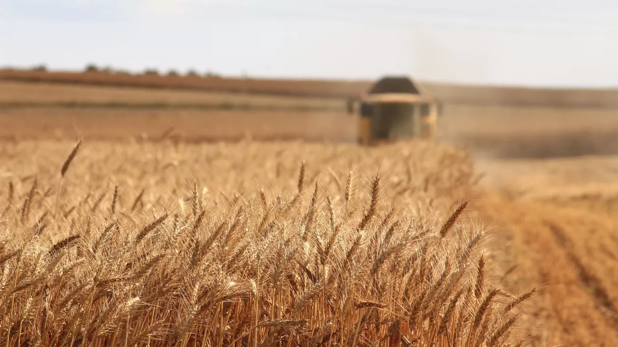 Producţia de cereale din România a scăzut în 2020 cu 37,6% față de anul 2019