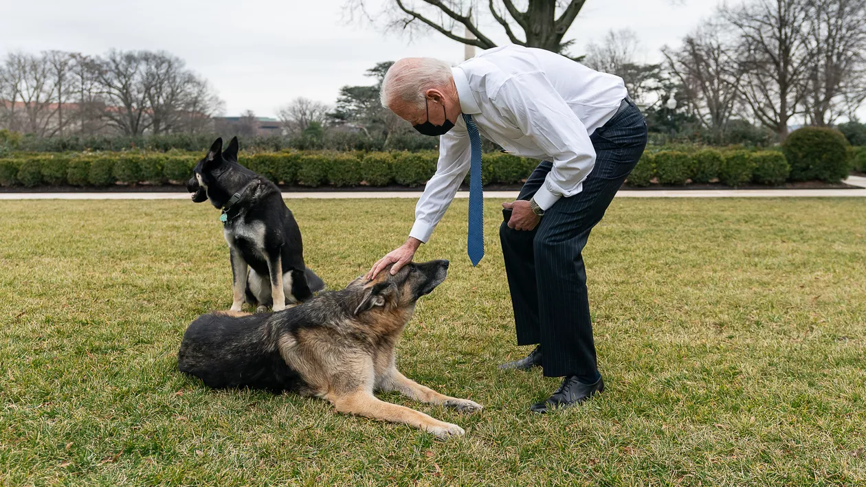 Major, unul dintre câinii lui Joe Biden, a mușcat din nou. Incidentul a avut loc tot la Casa Albă (VIDEO)