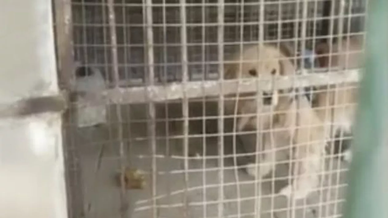 Angajații unei grădini zoologice din China au înlocuit un leu cu un câine golden retriever și au sperat să nu se prindă nimeni (VIDEO)