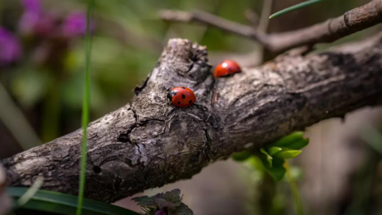 Prognoza meteo, azi, 25 aprilie 2021. Cerul va fi variabil, cu unele înnorări mai ales după-amiaza
