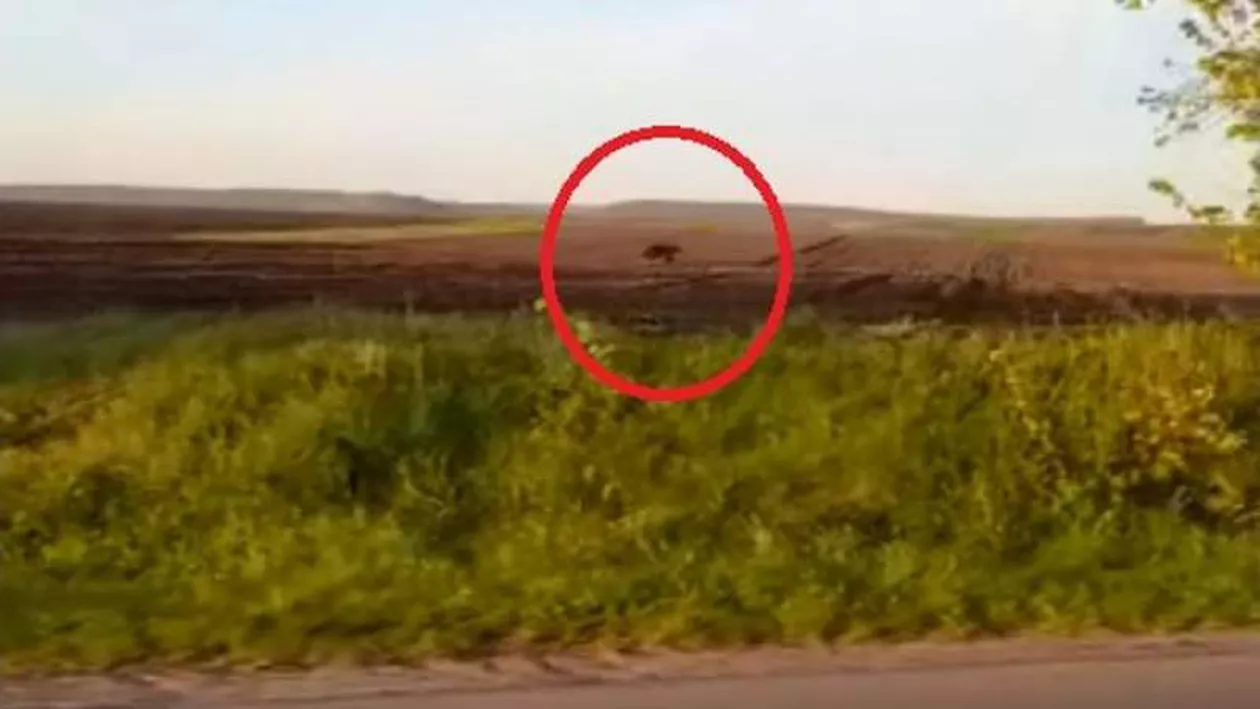Un urs a fost filmat pe un câmp în Botoșani, de către localnici (VIDEO)