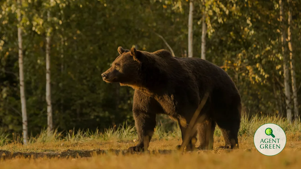 Deputat austriac, despre prințul Emanuel de Liechtenstein: Dacă nu ești capabil sau nu vrei să diferențiezi un urs mic de cel mai mare urs din Europa, e momentul pentru a preda carnetul de vânător
