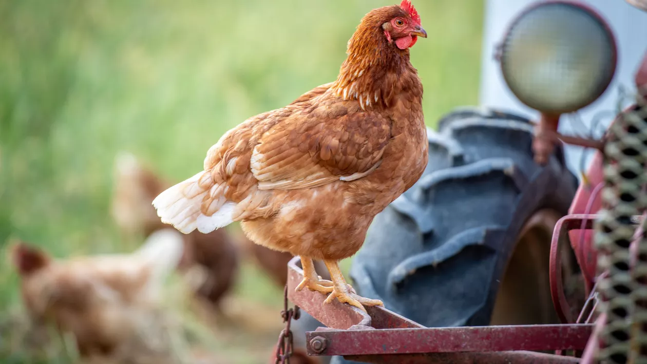 ANSVSA: Restricții la nivel național pentru crescătorii și comercianții de păsări, după depistarea unui focar de gripă aviară
