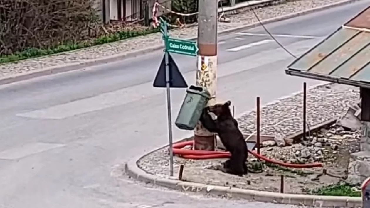 Un urs a fost filmat în Sinaia în timp ce a rupt un coș de gunoi de pe stradă, căutând mâncare (VIDEO)