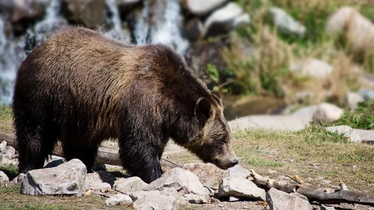 Jandarmii din Harghita au intervenit pentru a alunga mai mulți urși din apropierea municipiilor Miercurea Ciuc și Odorheiul Secuiesc