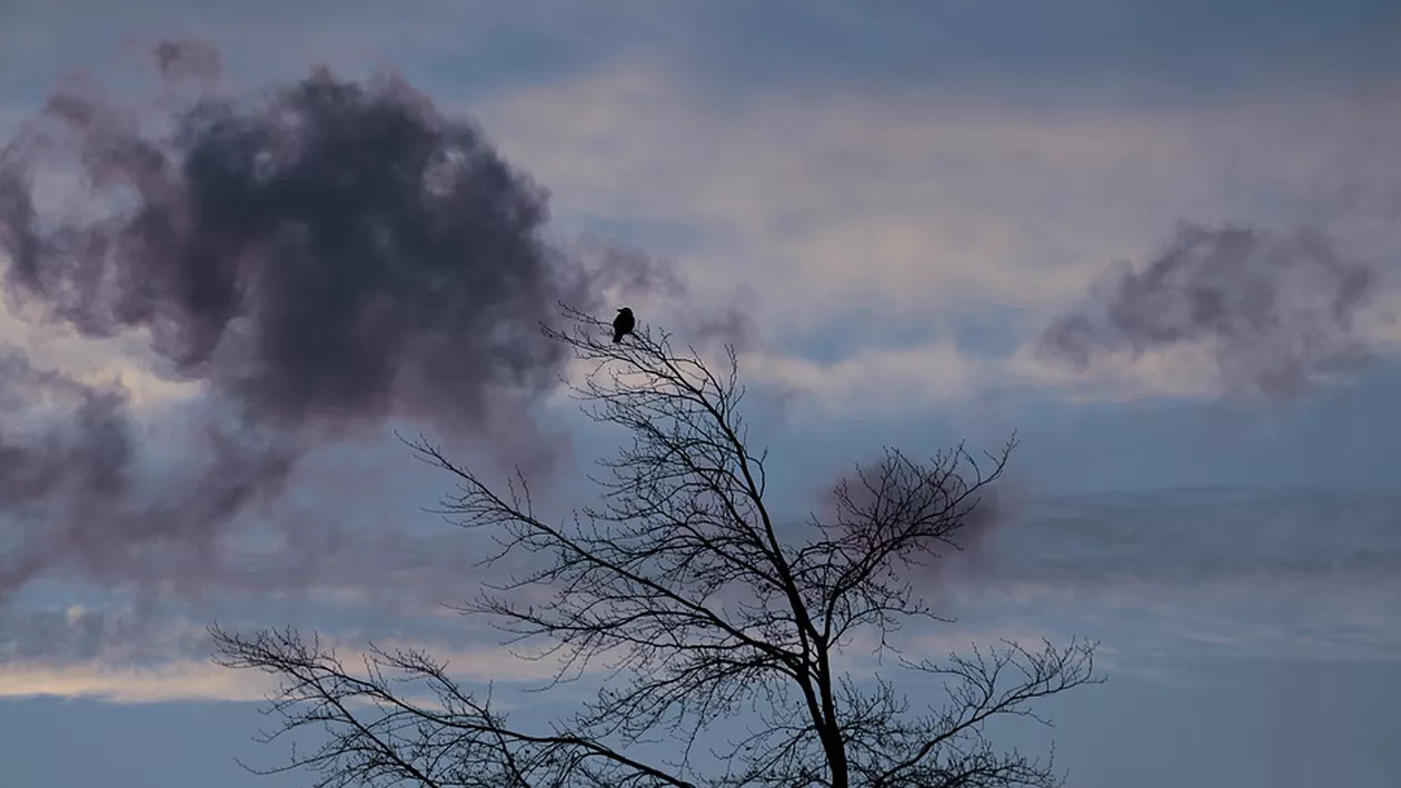 Copaci doborâţi de vântul puternic, în Bucureşti. Întreaga țară este sub cod galben