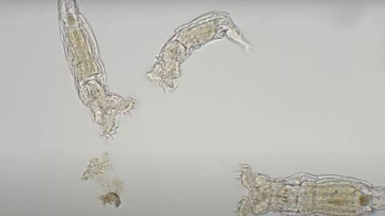 Un organism a supraviețuit după ce a fost înghețat timp de 24.000 de ani în Siberia