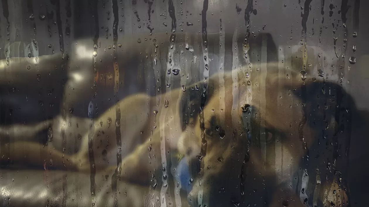 ANM: Cod portocaliu şi cod galben de ploi pentru jumătate din țară. Cele mai afectate județe