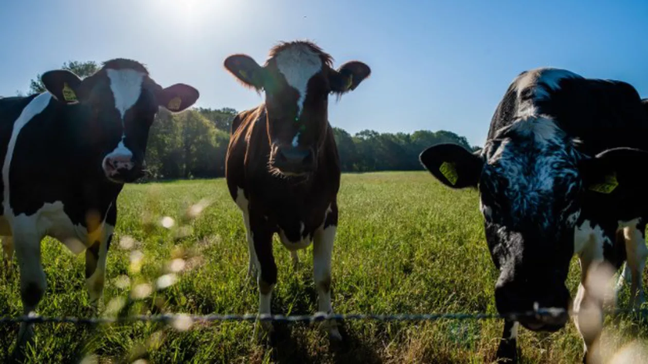 Amenzi uriașe pentru românii care își lasă câinii în mașini pe caniculă, în timp ce merg la cumpărături. Animalele de fermă trebuie adăpostite de soare