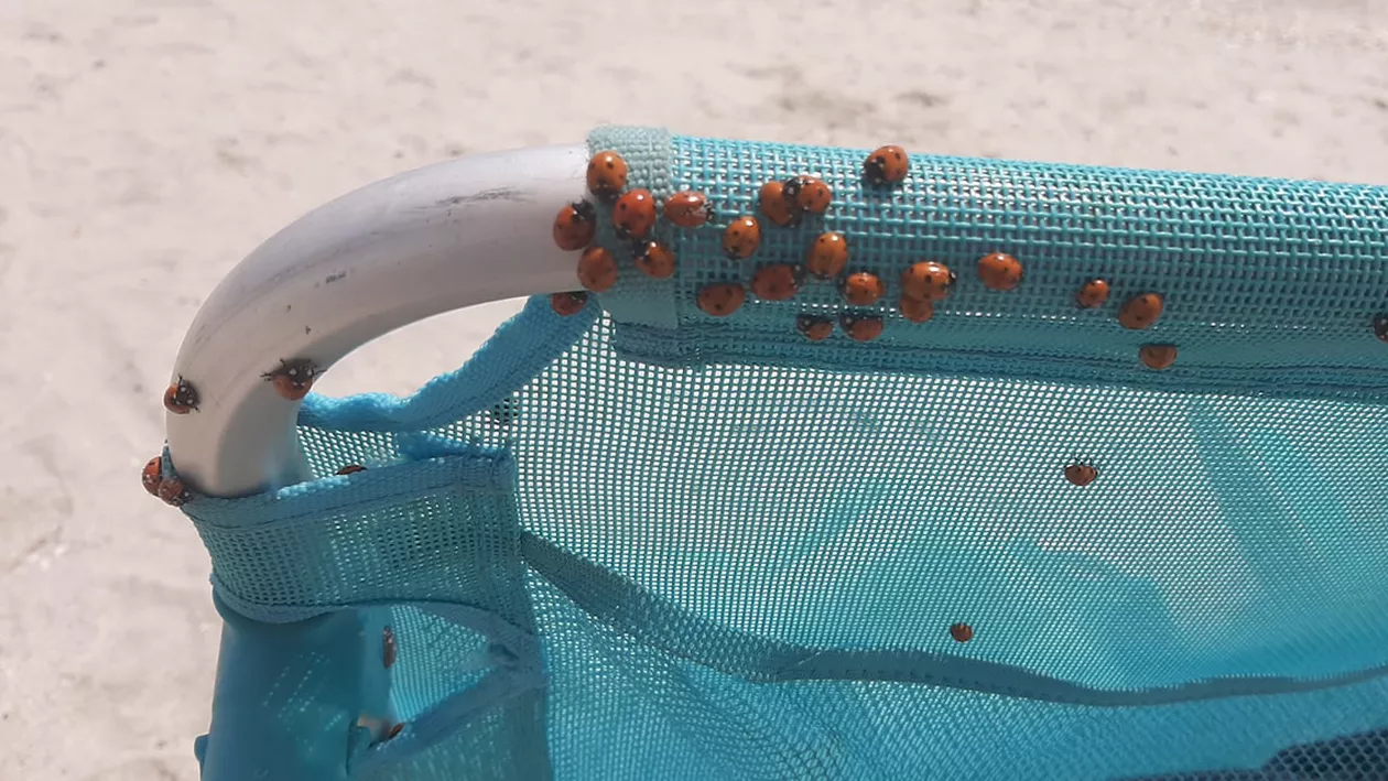 Explicația pentru invazia de gărgarițe de pe litoralul românesc. Micile insectele inofensive îi exasperează pe turiști (VIDEO)