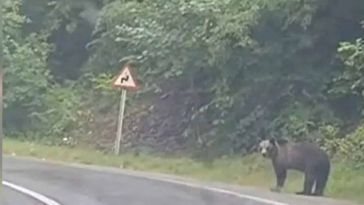 Turiștii, surprinși extrem de aproape de un urs. Autoritățile trag un semnal de alarmă, după ce mai multe persoane s-au expus în fața pericolului pentru poze